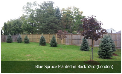 Blue Spruce planted in Back Yard (London)