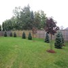 Blue Spruce Planted