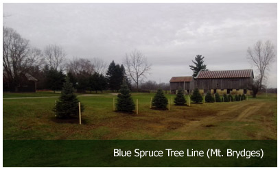 Blue Spruce Tree Line (Mt. Brydges)