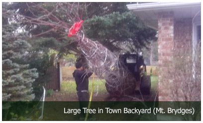 Large Tree in Town Backyard (Mt. Brydges)