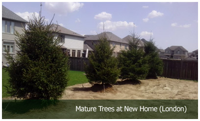 Mature Trees at New Home (London)