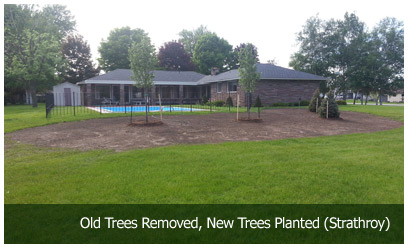 Old Trees Removed, New Trees Planted (Strathroy)