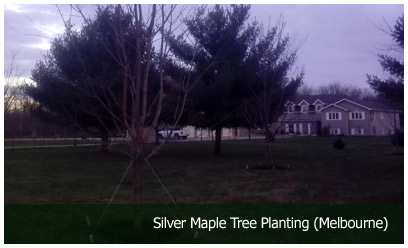 Silver Maple Tree Planting (Melbourne)
