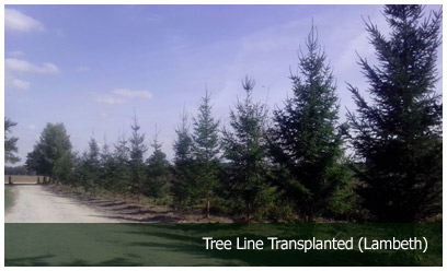 Tree Line Transplanted (Lambeth)