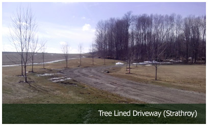Tree Lined Driveway (Strathroy)